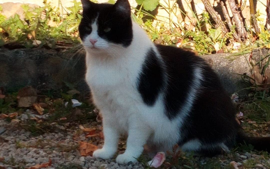 Mimo Chat